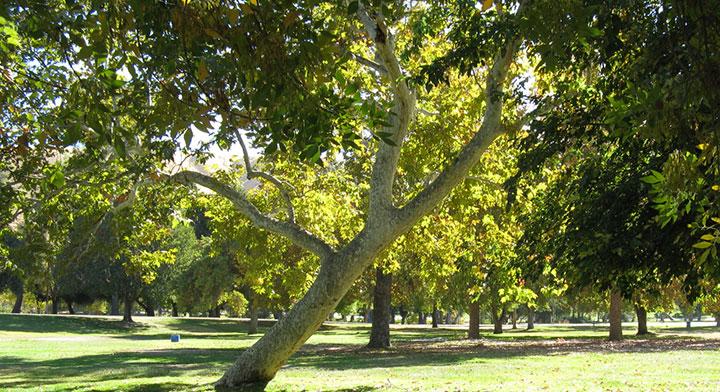 A beautiful park filled with trees.